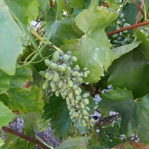 Meet your Posher, Therese